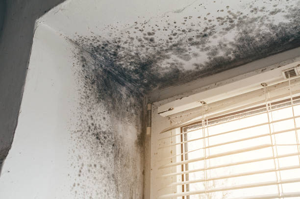 Affordable Mold Cleanup solutions in Clarendon Hills, IL